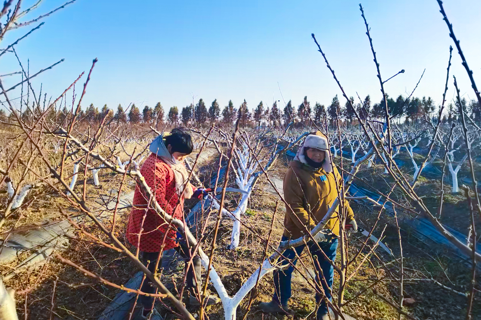 20260112 云水湾开展果树冬季养护 夯实来年丰收根基云水湾开展果树冬季养护 夯实来年丰收根基.jpg