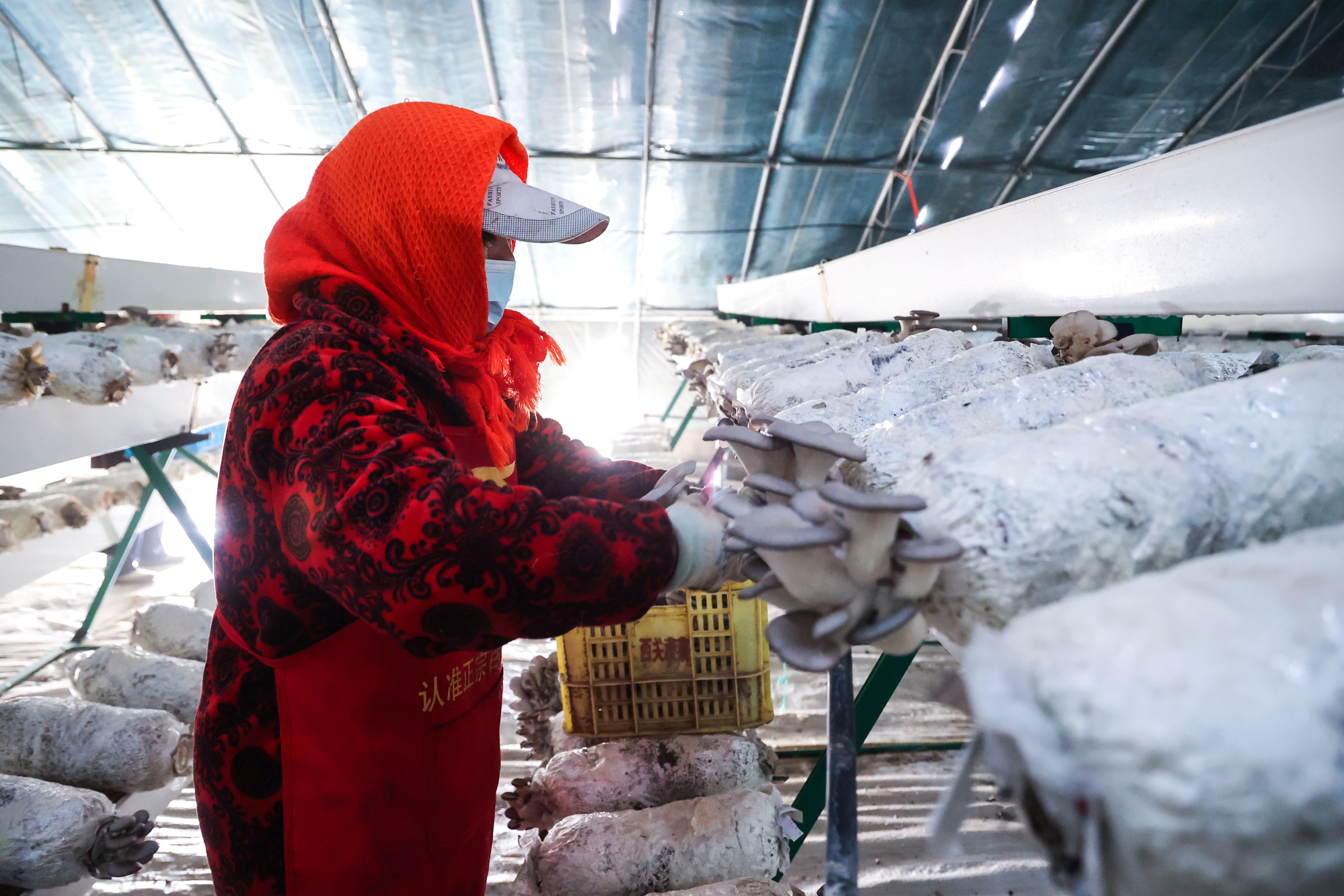 20260125 云台农场：平菇采收正当时.jpg