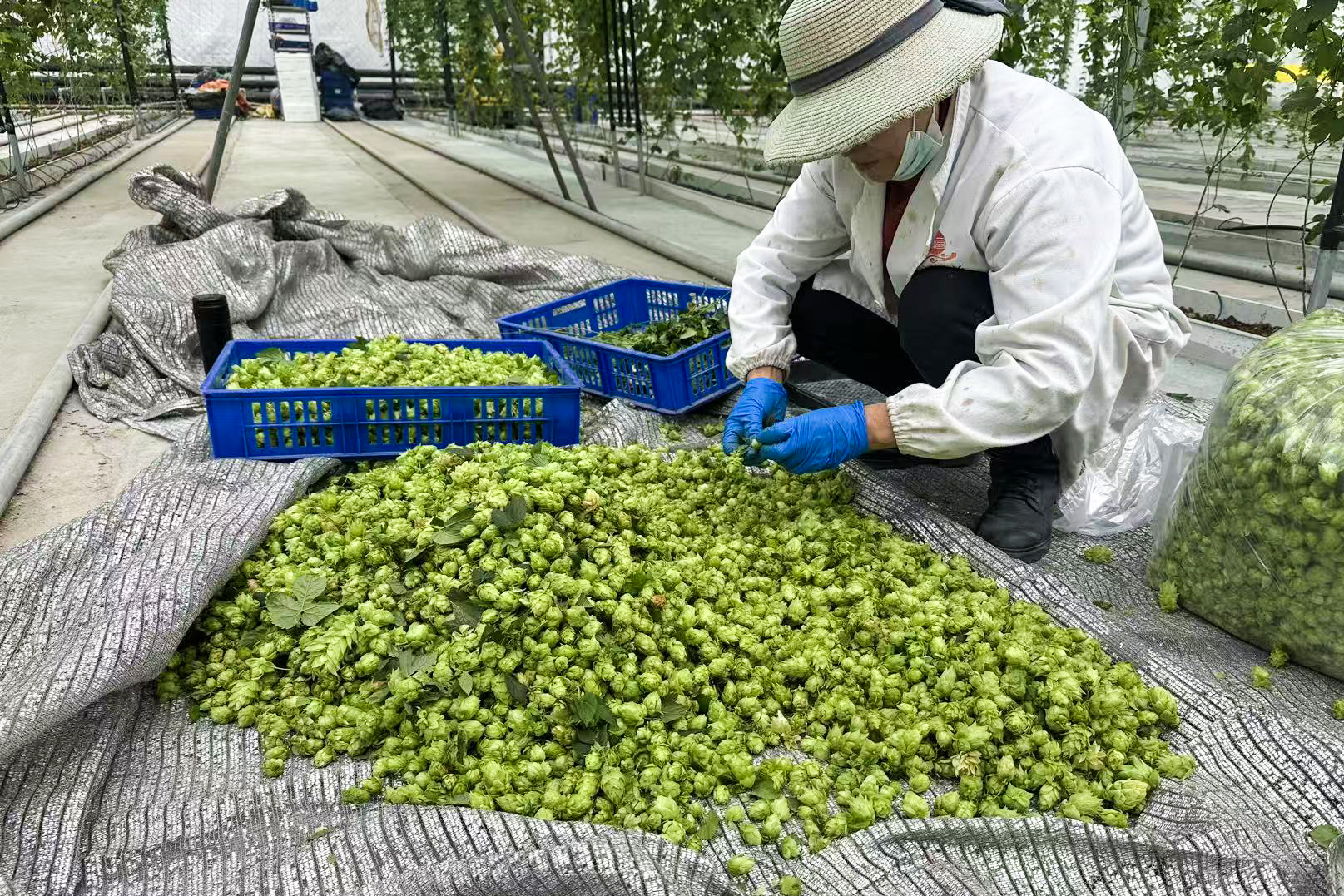 20260126 “暖冬经济”别样红：温室大棚孕育增收新活力.jpg