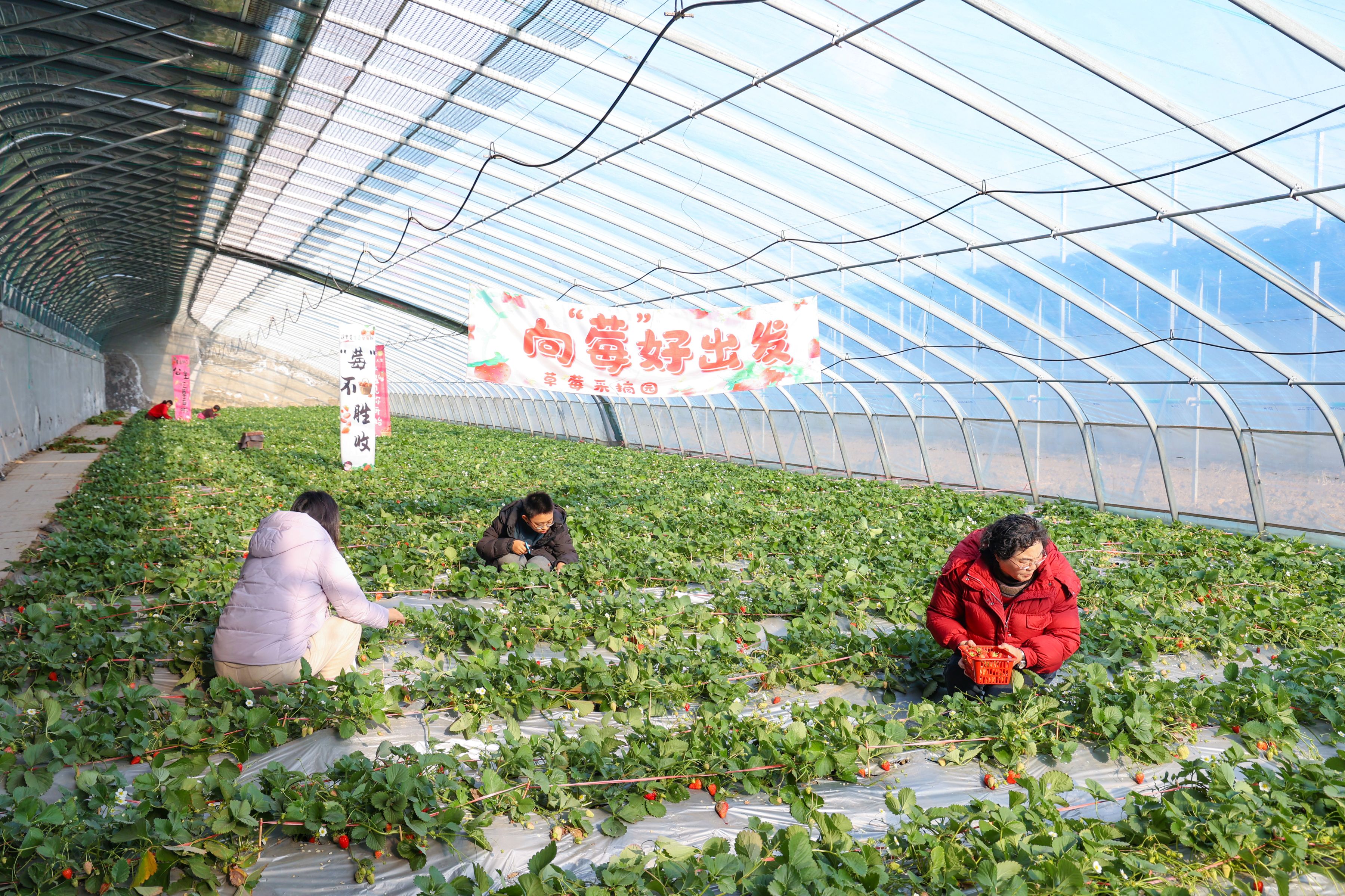 20260309 “采摘游”助力增收谱新篇 (1).JPG