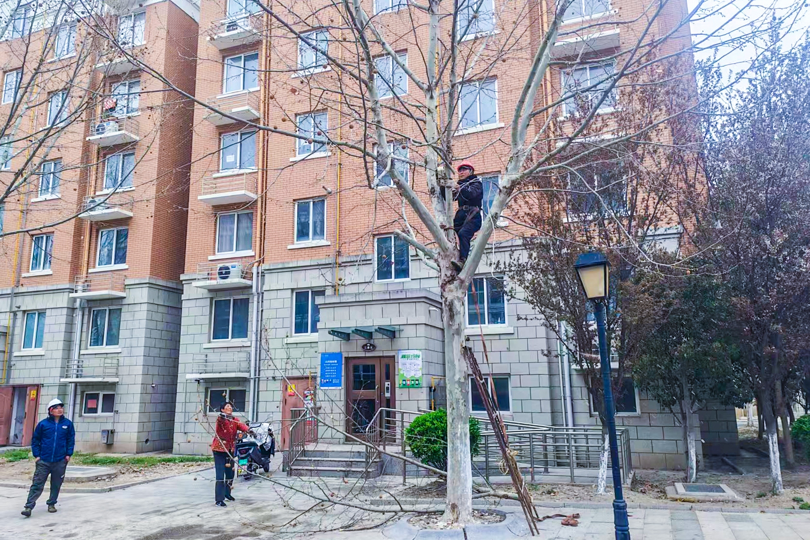 20260403 修剪枝叶除隐患 华泰物业在行动 (3).jpg