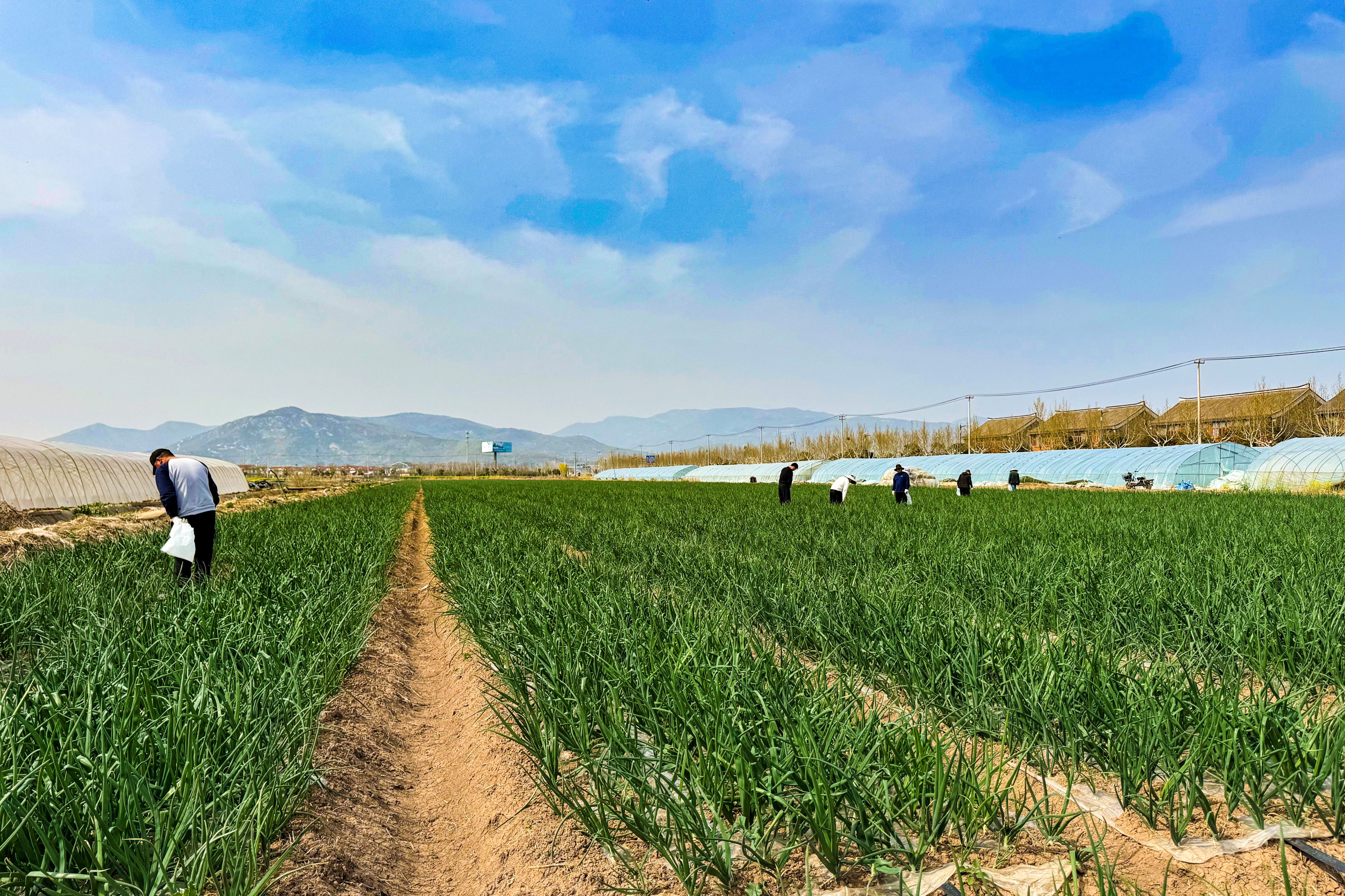 党建引领下田间除薹 护航洋葱丰产丰收.jpg