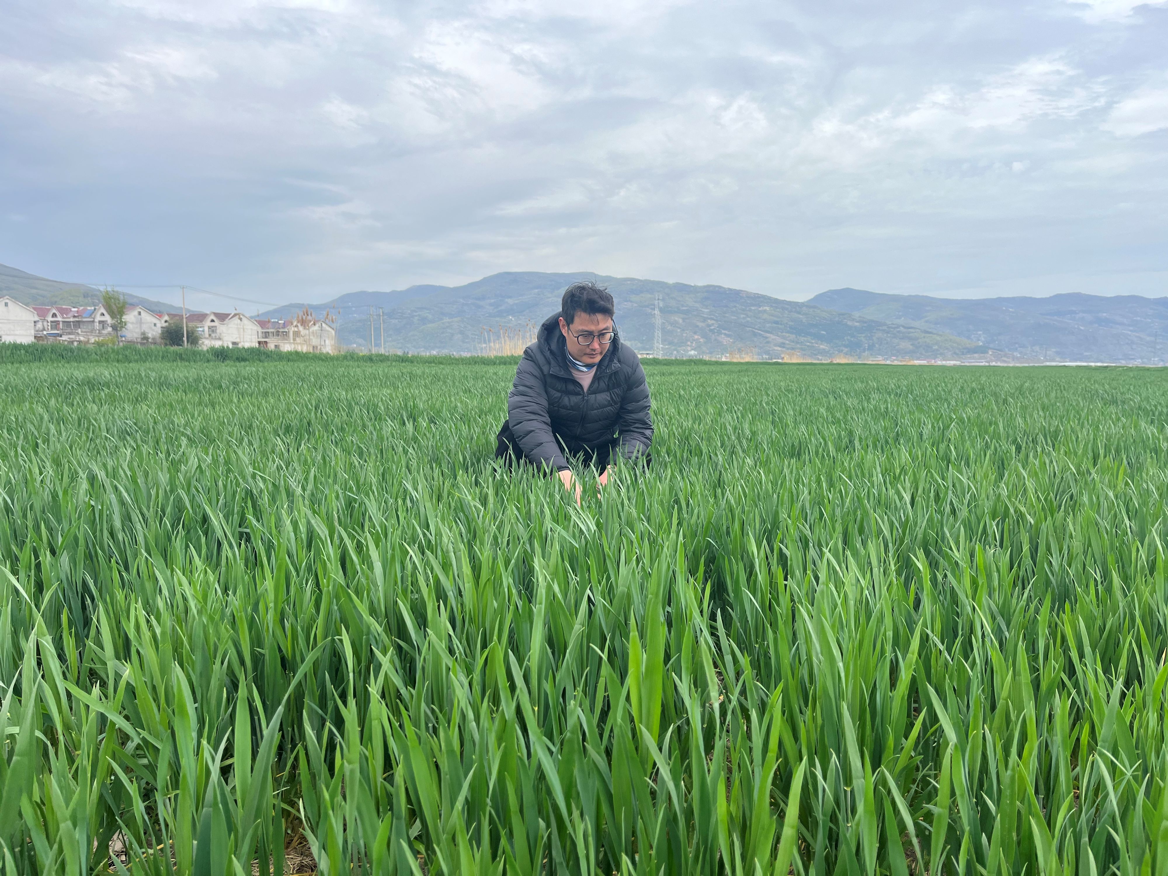 20260409 抢抓农时精准施策 云台农场“查”“补”结合筑牢夏粮丰产根基.jpg