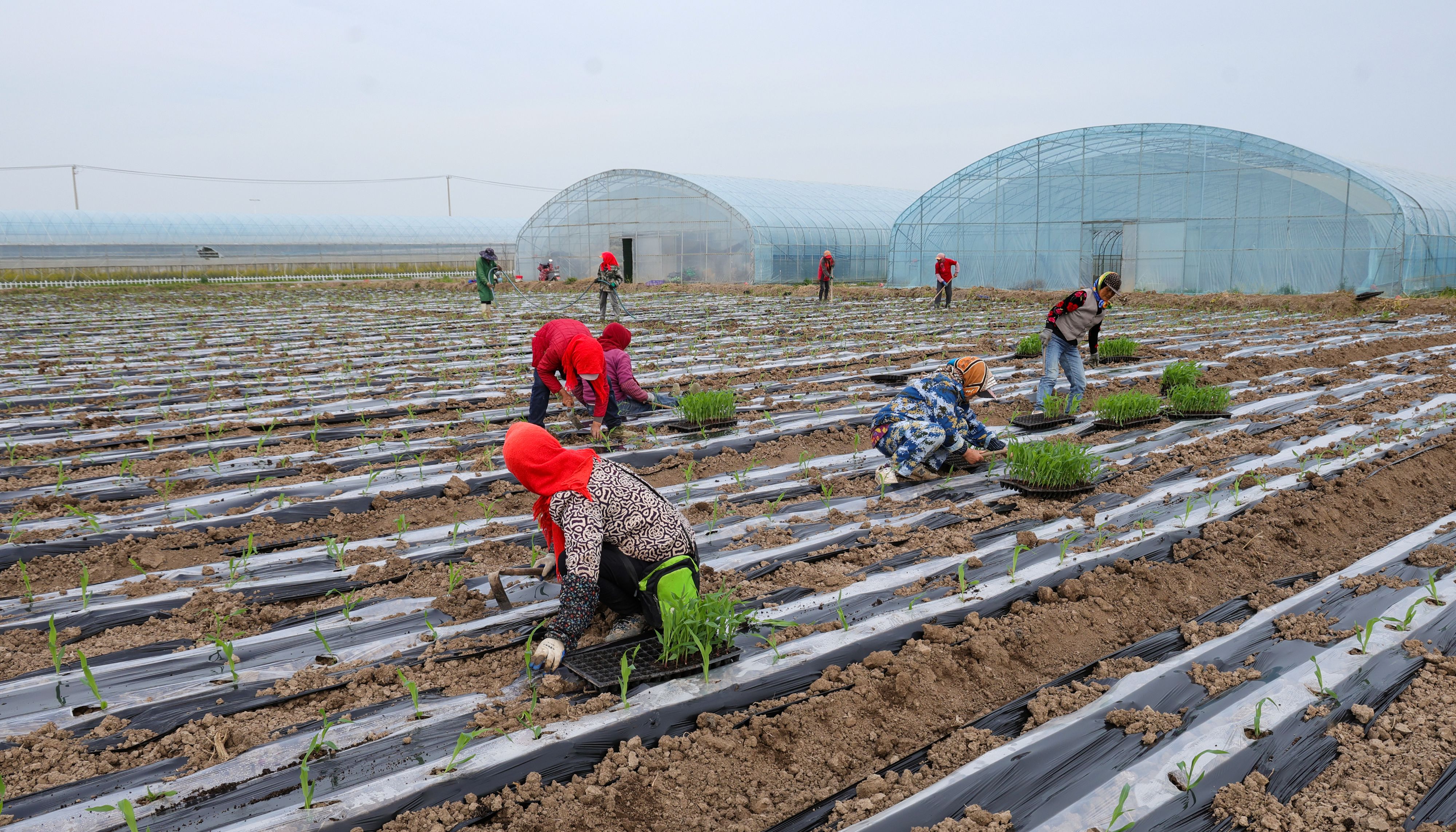20260413 抢农时 育壮苗 融农旅  云水湾玉米“三夏“有约 (3).jpg
