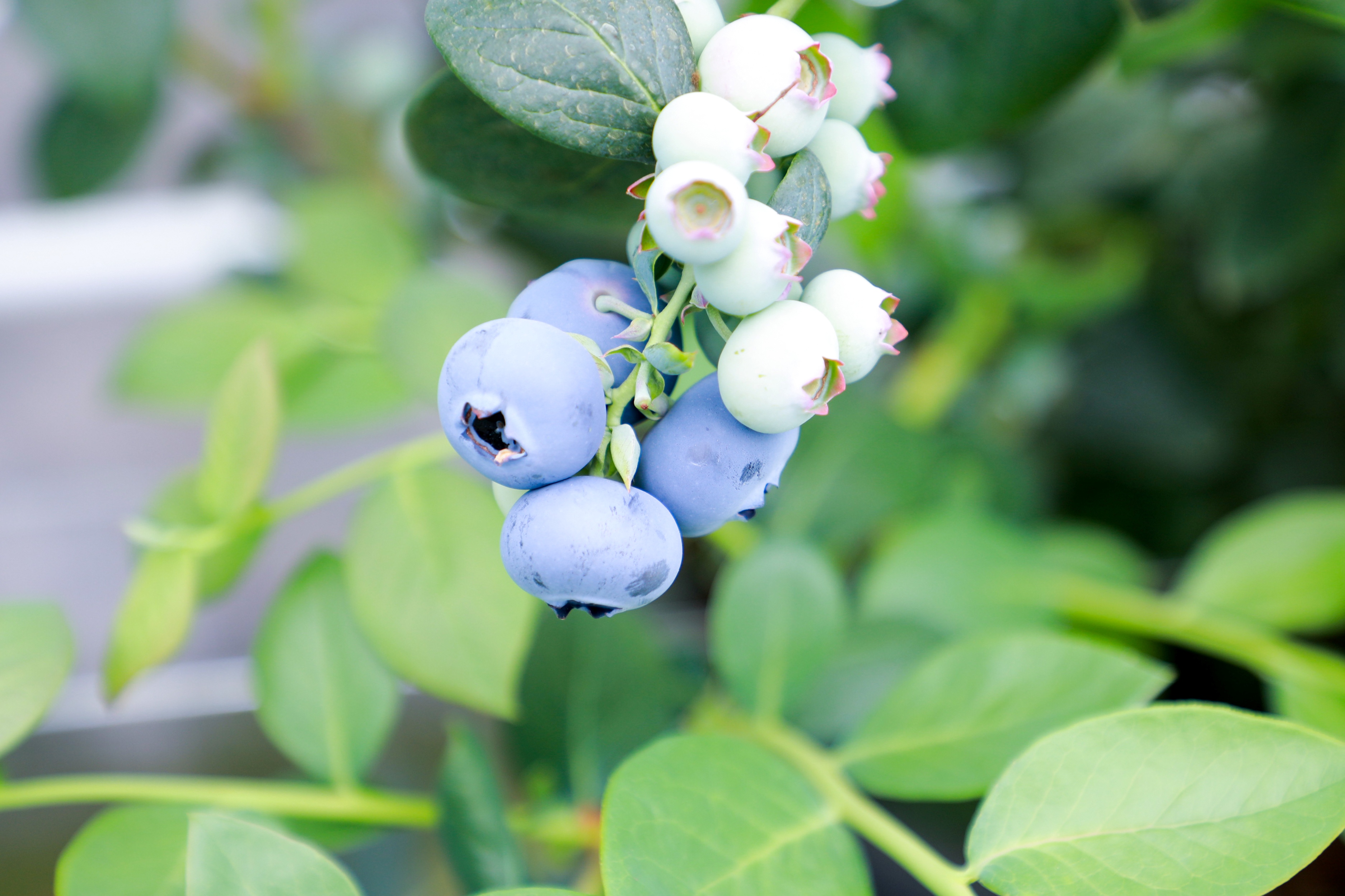 20260415 云水湾蓝莓缤纷采摘正当时（1）.JPG