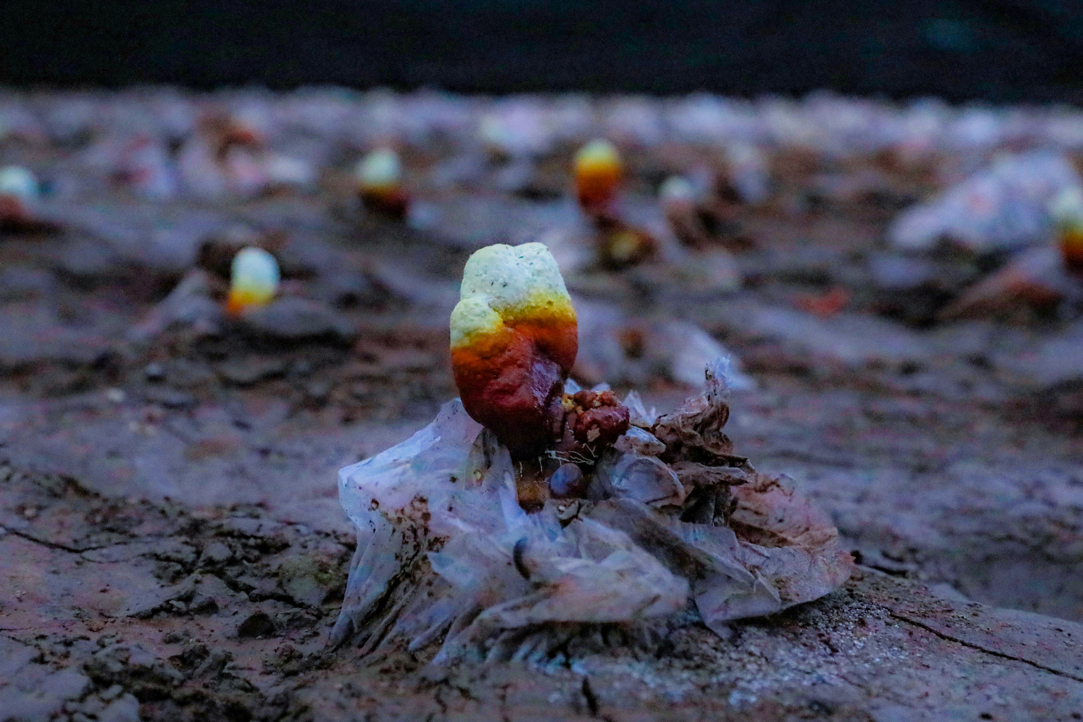 20260415 云台：灵芝出芝正当时 智能种植促丰产.JPG