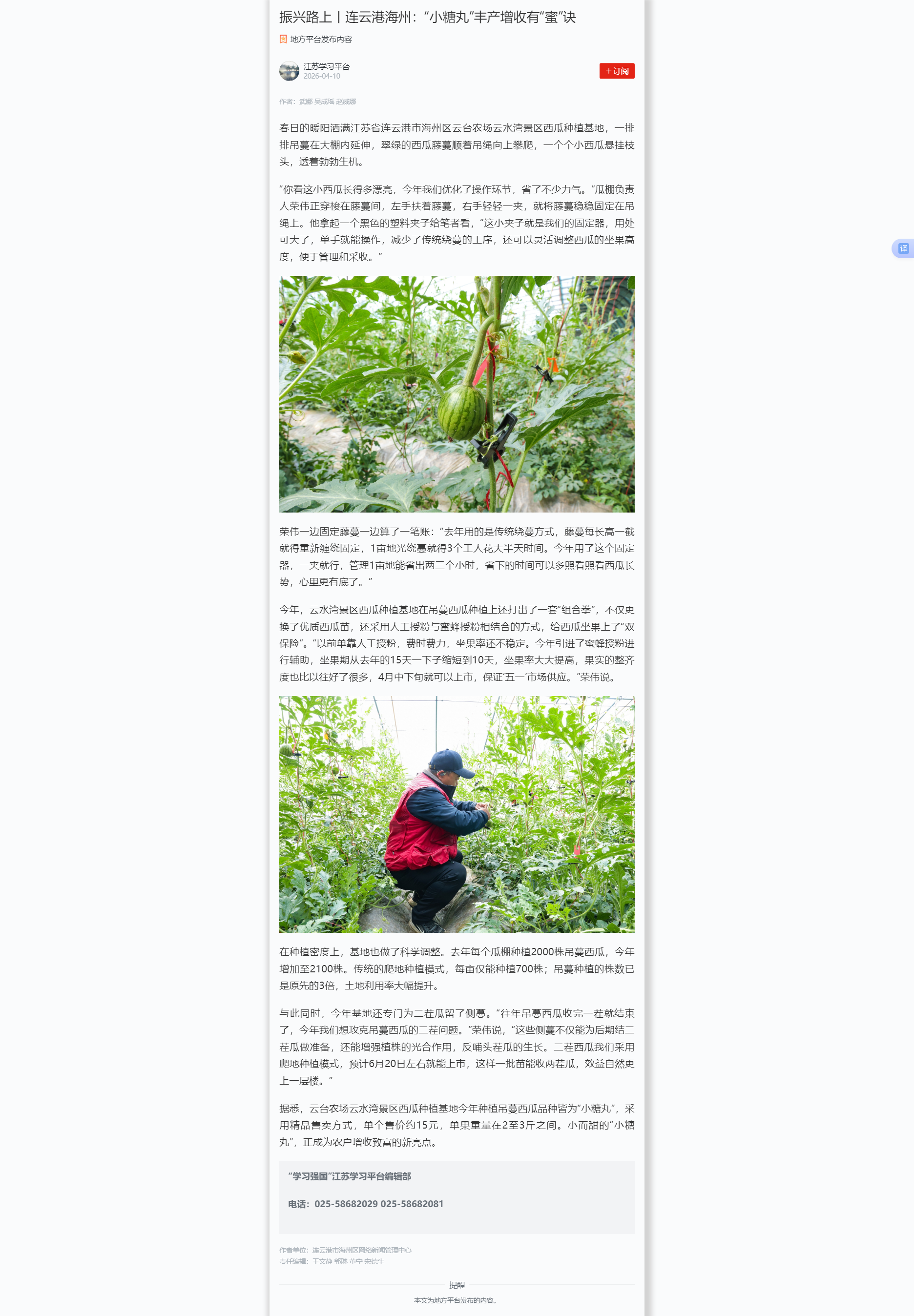 4.10吴成瑶-学习强国江苏平台 振兴路上丨连云港海州：“小糖丸”丰产增收有“蜜”诀.png