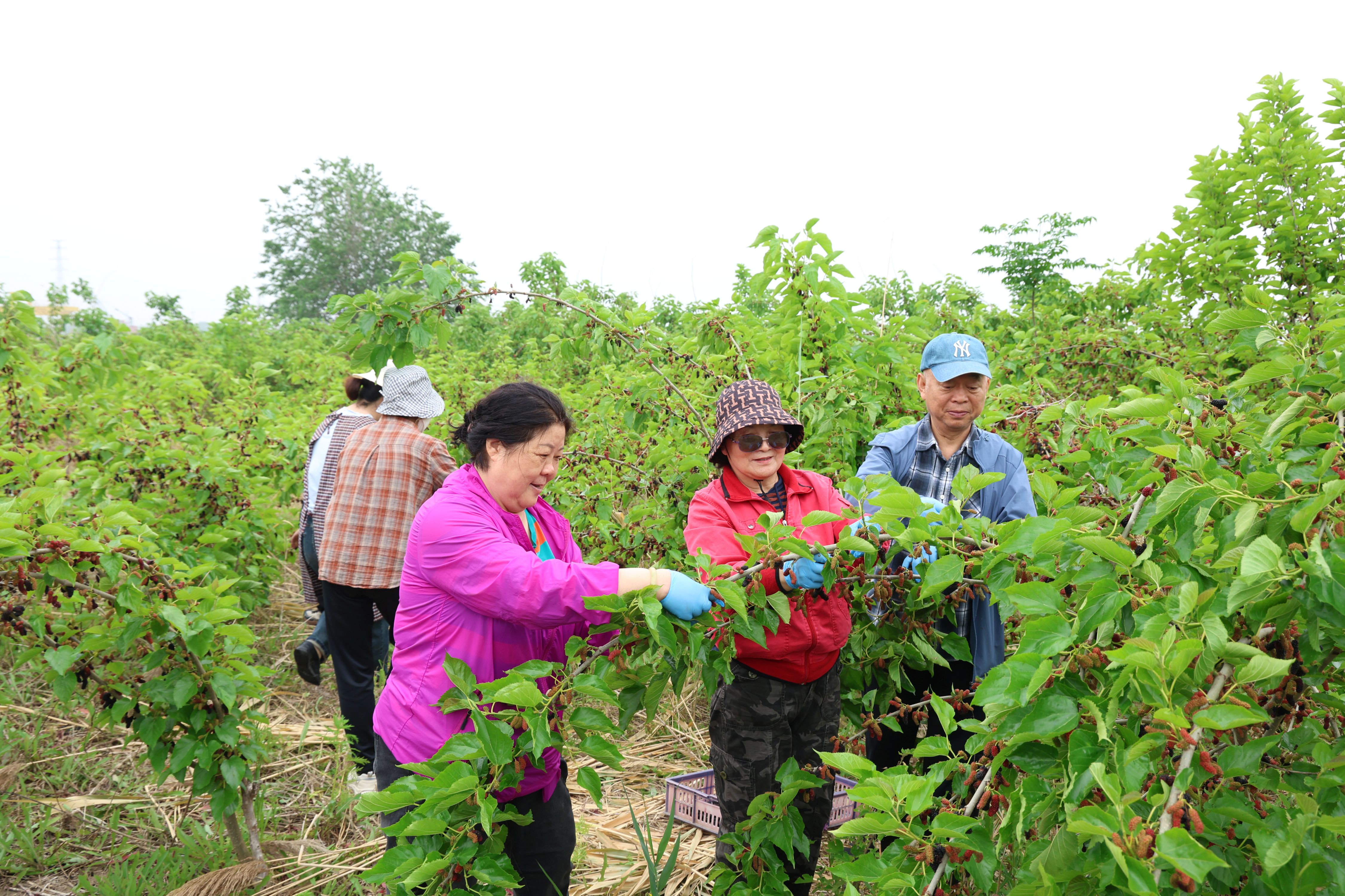 20260523 桑葚采摘正当时，黑白“宝石”迎客来 (1).JPG